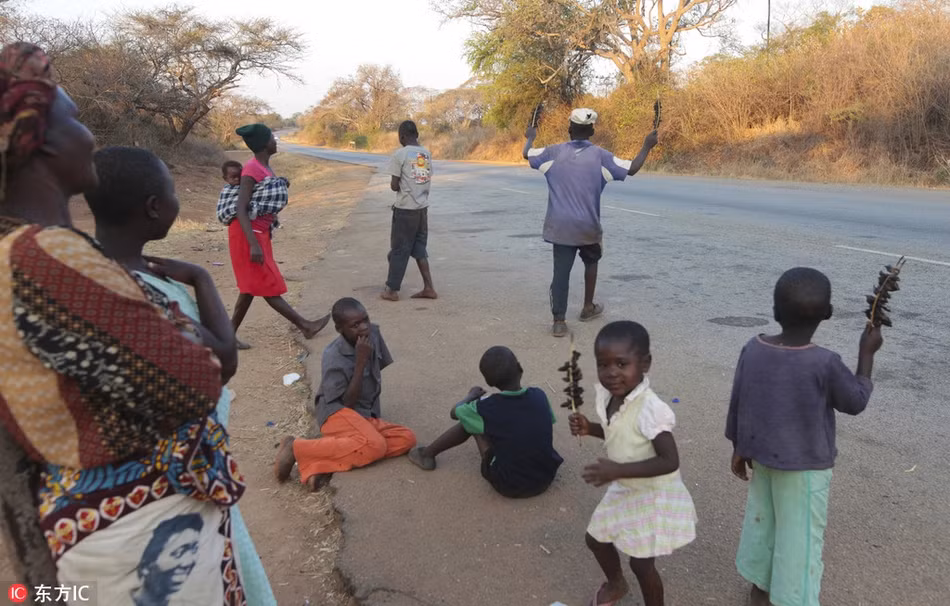 Những đứa trẻ sử dụng những chiếc bẫy thô sơ bằng gỗ và thép, dụ những con chuột đồng ngờ nghệch bằng hạt ngô và ngũ cốc. (Nguồn Sina)