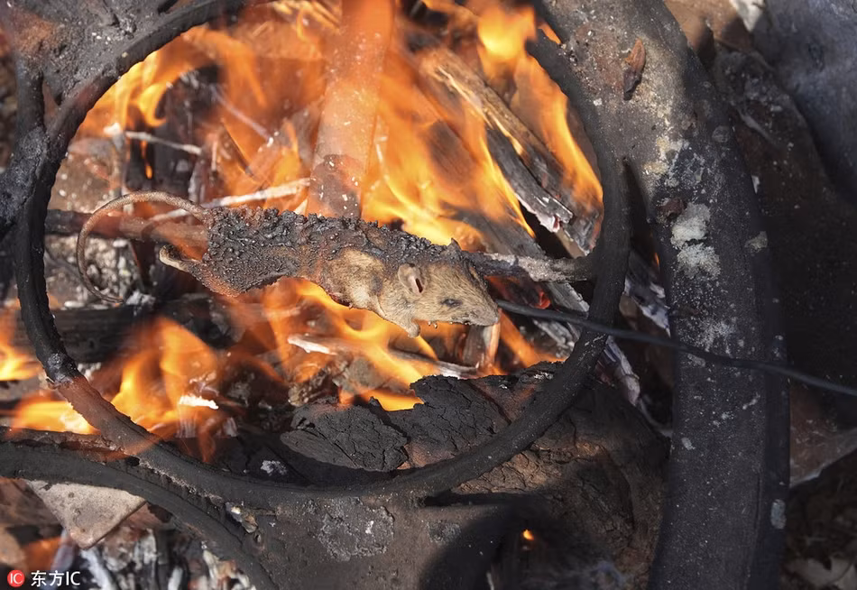 Theo chia sẻ, mỗi đêm, những đứa trẻ có thể bắt được 50 đến 100 con chuột đồng béo mập. (Nguồn Sina)