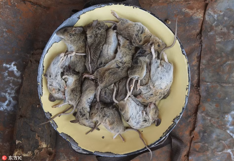 Được biết, để săn được những con chuột đồng này, trẻ em ở Chidza thường lang thang trên những cánh đồng ngô vào ban đêm, nơi những con chuột lớn lên nhờ ngũ cốc, rau cỏ và trái cây hoang dã. (Nguồn Sina)