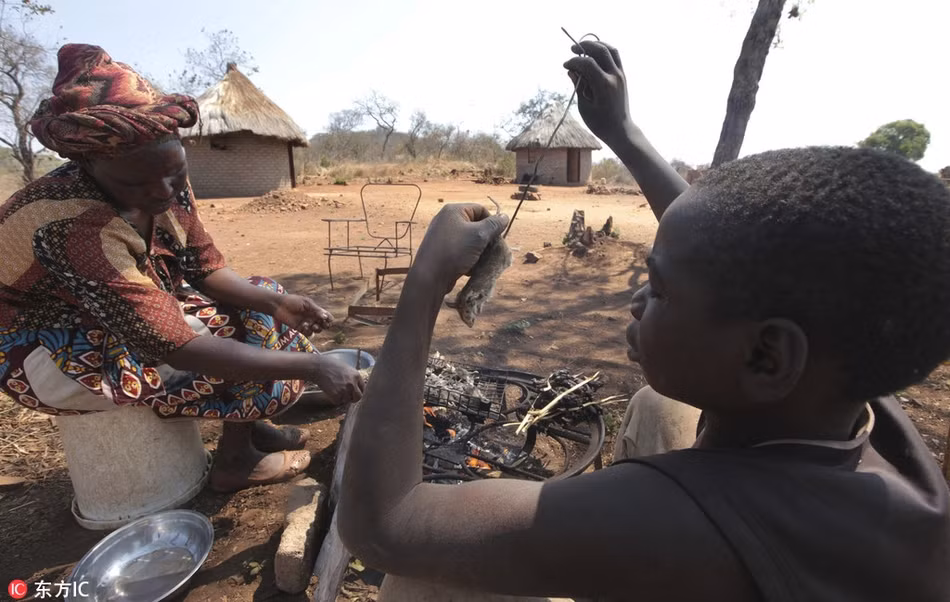Tiếp đến, những đứa trẻ chỉ việc đến và bắt lấy những con chuột khi nghe thấy tiếng kêu thảm thiết của chúng. (Nguồn Sina)