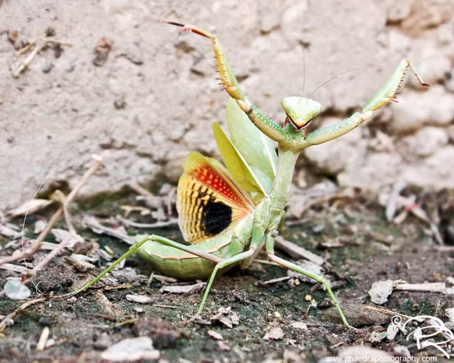 9. Một con bọ ngựa có tới 5 mắt nhưng chỉ có 1 tai. Theo nghiên cứu, loài côn trùng duyên dáng này có 5 mắt: 2 lớn và 3 nhỏ ở giữa trán. Tai đơn của nó nằm ở dạ dày, giữa hai chân sau. (Nguồn Brightside)