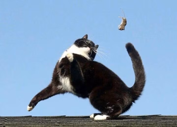 Ngoan muc canh meo khoang nhay ban tango chet choc voi chuot