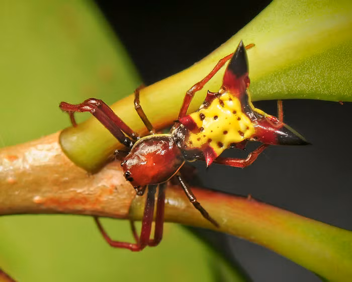 Thậm chí, có người còn cho rằng loài nhện kỳ lạ này là hình mẫu sáng tạo nên nhân vật Pikachu bởi những nét tương đồng không thể lẫn vào đâu được. (Nguồn Bored Panda)