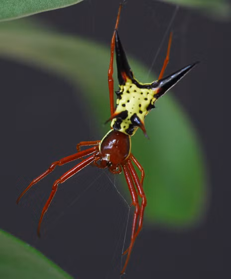 Vì thế, nó là một loài nhện đáng yêu cả về ngoại hình và tính cách. Nguồn Bored Panda)