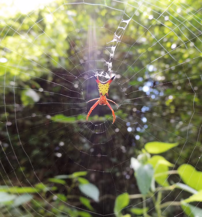 Mặc dù có màu sắc sặc sỡ, dấu hiệu nguy hiểm của những côn trùng hoang dã thế nhưng Micrathena Sagittata được đánh giá là vô hại với con người. (Nguồn Bored Panda)