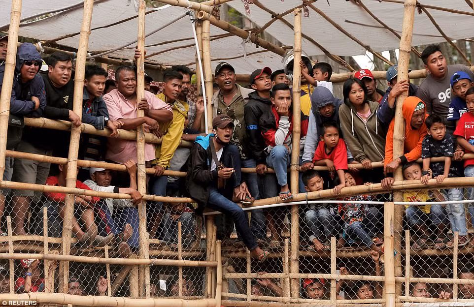 Khi trận đấu diễn ra, chó chiến và lợn rừng sẽ được đưa vào sàn đấu. Nền sàn đấu là đất nện, dài khoảng 30m, rộng 15m, phía xung quanh được rào chắn bằng tre, lưới thép.