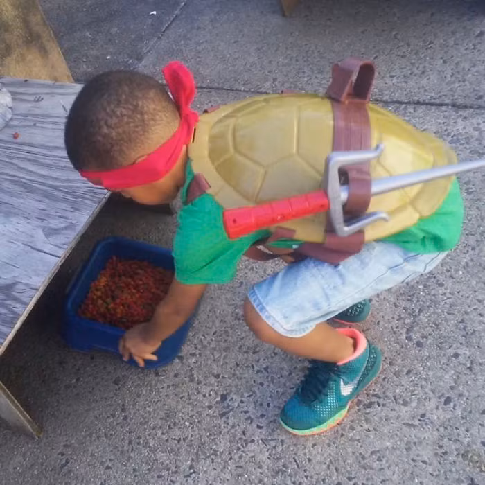 Không có gì ngạc nhiên, loài mèo cũng có ước mơ như vậy, đặc biệt là những con mèo lang thang, cơ nhỡ. (Nguồn Bored Panda)