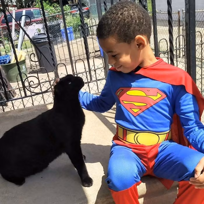 Dù Shon có vỗ đầu, gãi cằm, gãi bụng hay ôm ấp, những con mèo vẫn vô cùng thoải mái, không hề phản kháng hay có thái độ khó chịu. (Nguồn Bored Panda)