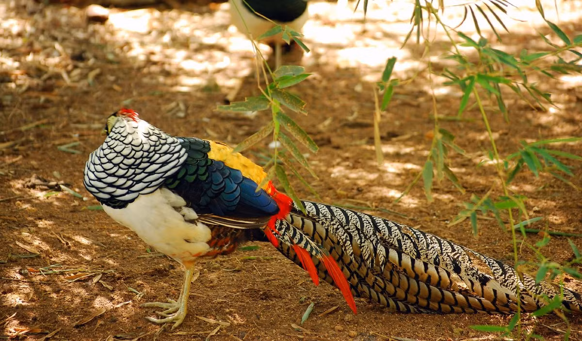 Tuy vậy, đuôi của loài chim trĩ tuyệt đẹp này đã chiếm 80cm tổng chiều dài của cơ thể. (Ảnh: Top Birding Tours)