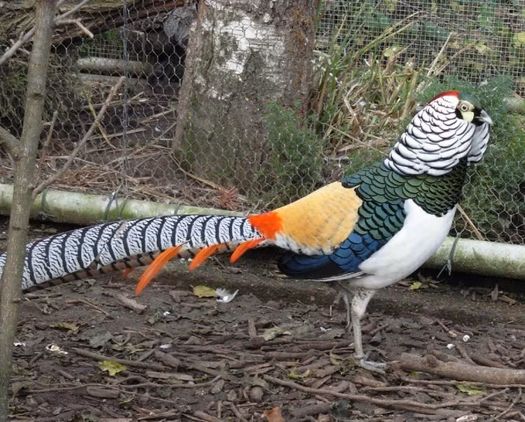 Mặc dù vậy, nếu bị giật mình và cảm nhận thấy nguy hiểm, chúng có thể đột ngột bùng nổ với tốc độ bay tuyệt vời. (Ảnh: Uniprot)