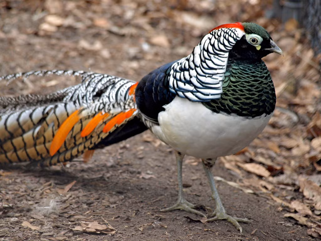 Sở dĩ loài chim trĩ này được gọi là chim trĩ 7 sắc bởi trên cơ thể nó, người ta đêm được đủ các màu như đen, trắng, đỏ nhiều sắc độ, xám, xanh dương, xanh đậm, vàng. (Ảnh: Museumvictoria)