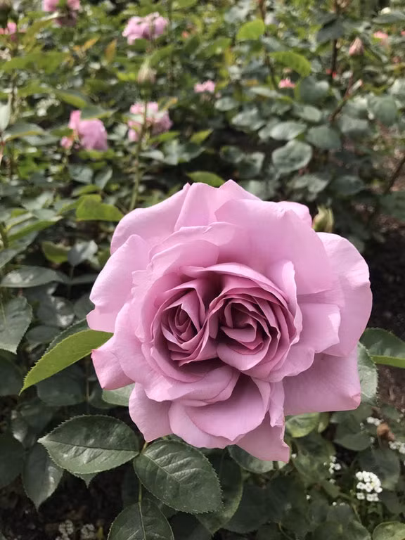 Tùy hứng, cô ấy cũng có thể ban phước lành cho bông hoa hồng tím sang trọng này, khiến nó trở thành hoa hồng tím 2 trong 1, độc nhất vô nhị trên thế giới. (Nguồn BuzzFeed)