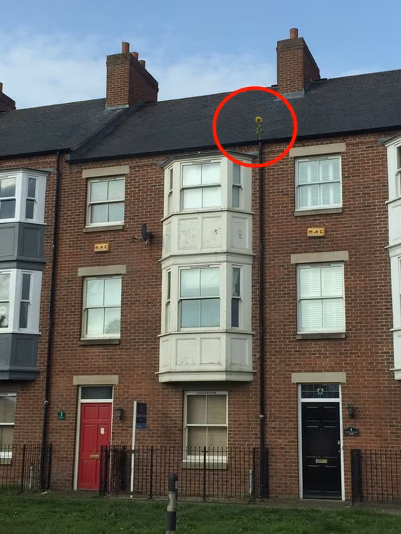 Sự sống cực kỳ mãnh liệt của cây hoa hướng dương này chắc chắn được mẹ thiên nhiên ban tặng. (Nguồn BuzzFeed)