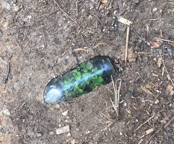 Cho dù bạn có tin hay không, mẹ thiên nhiên vẫn có thể khiến những cái cây nhỏ xinh mọc trong một môi trường thiếu khí, kín như bưng giống như thế này. (Nguồn BuzzFeed)