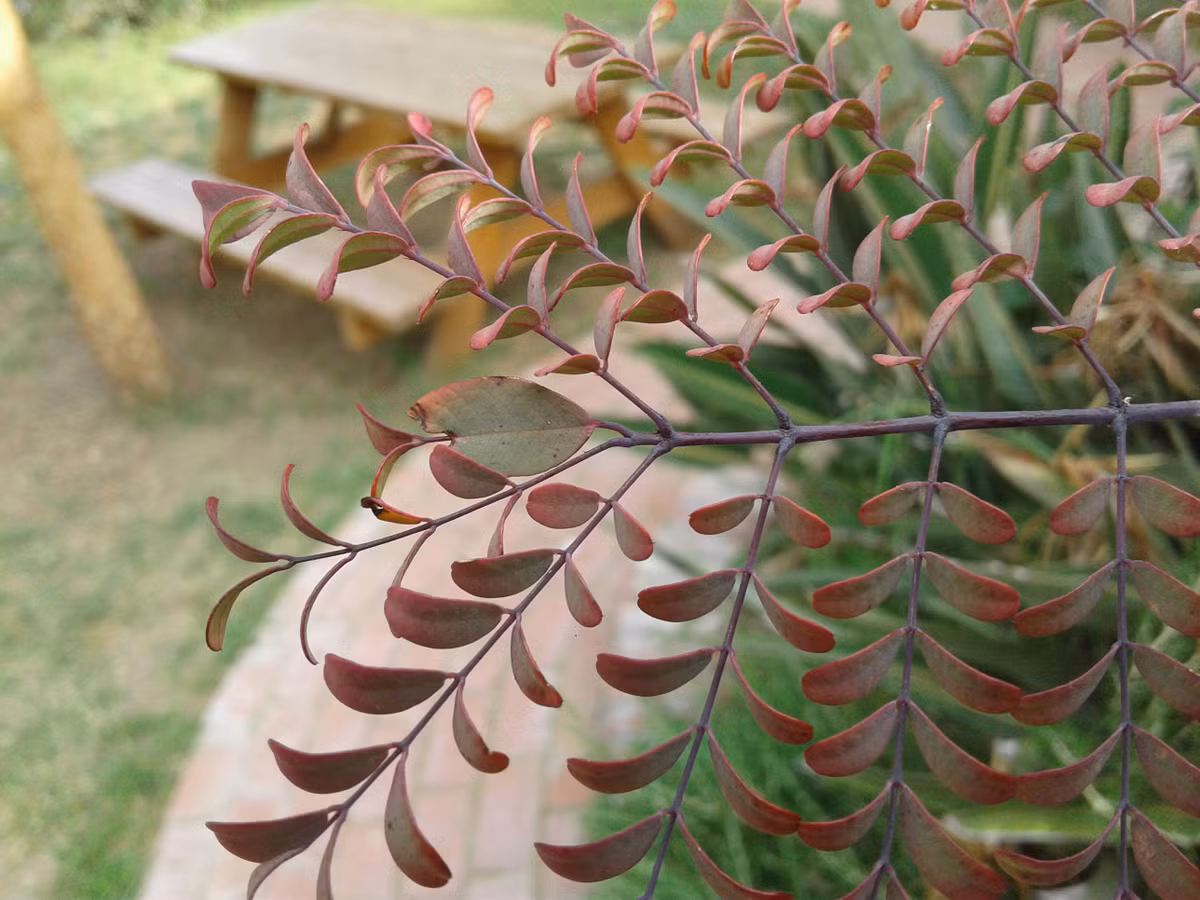 Mặc dù bị ngắt hỏng phần đầu, chiếc là này vẫn can đảm mọc thêm, xòe thành hai nhánh chẳng thua kém bất cứ chiếc lá nào khác. Có lẽ nó đã nhận được sự chúc phúc của mẹ thiên nhiên. (Nguồn BuzzFeed)