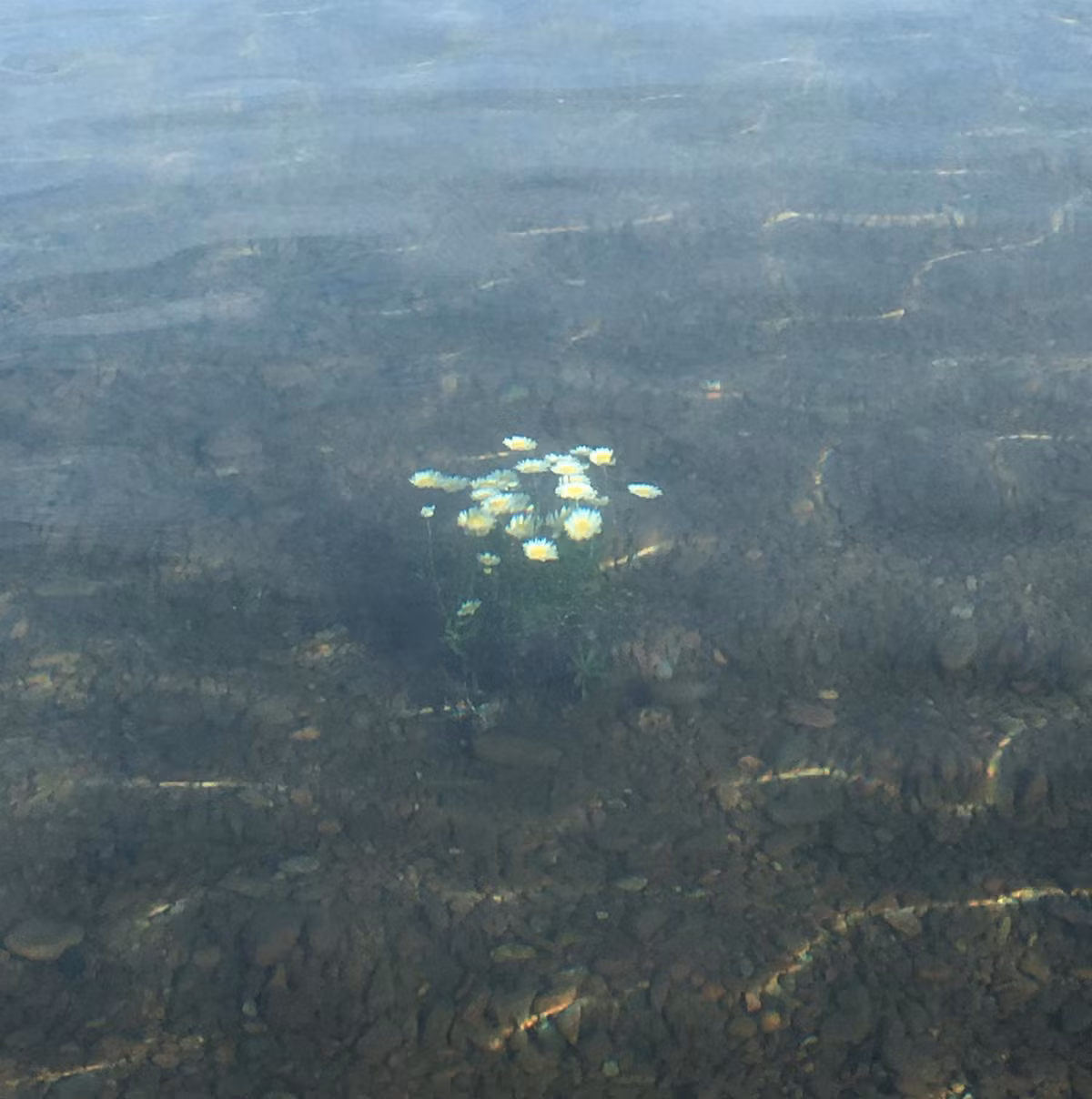 Nhờ có sự cho phép của mẹ thiên nhiên, những bông hoa cúc dù chìm sâu dưới nước vẫn có thể bung nở và khoe sắc. (Nguồn BuzzFeed)