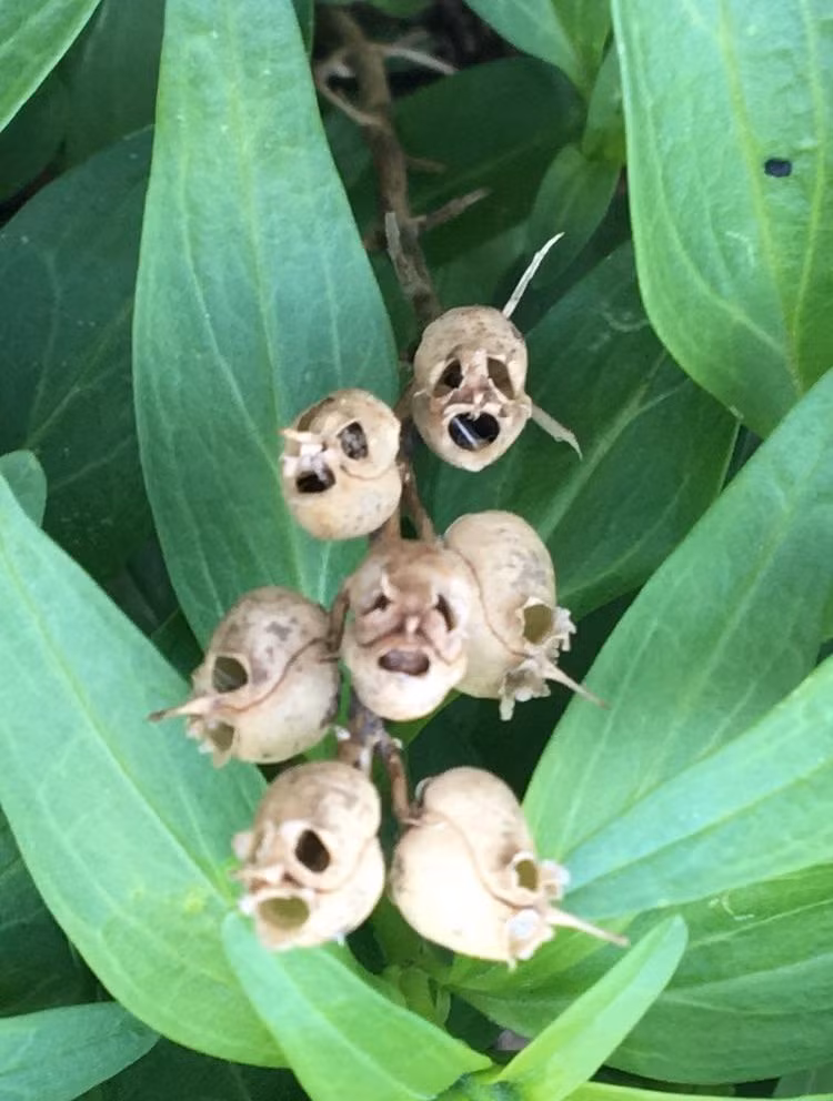 Vận dụng quyền năng của mình, mẹ thiên nhiên cũng có thể khiến cho những bông hoa trông xấu xí và kinh dị đến mức này. (Nguồn BuzzFeed)