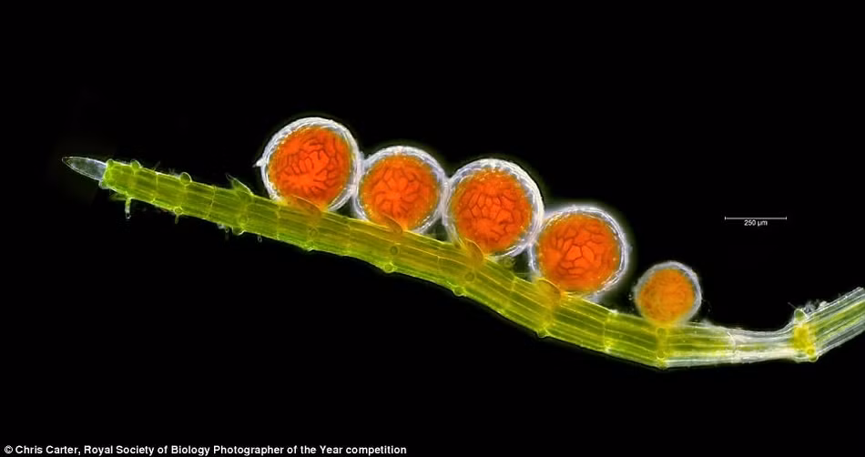 Nhiếp ảnh Chris Carter chụp cận cảnh một loài tảo được gọi là hoa đá. Theo nhiếp ảnh gia Carter chia sẻ, loài tảo này rất hiếm, điều kiện sống của chúng ngặt nghèo, vì vậy ông rất hài lòng với bức ảnh này. (Nguồn Sina)