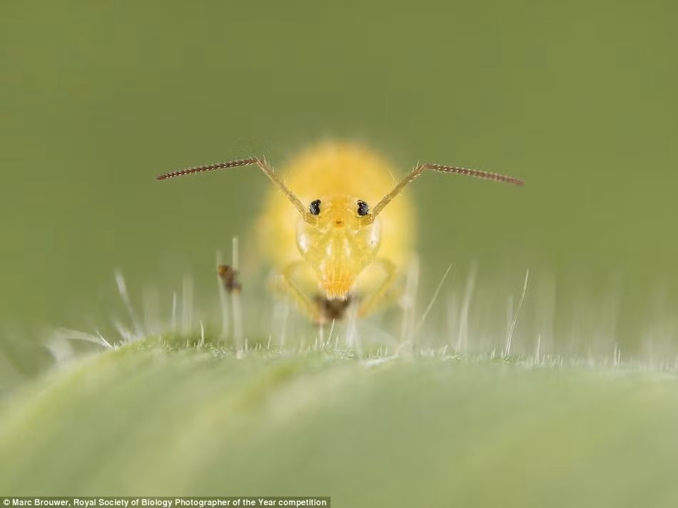 Bức ảnh này do nhiếp ảnh gia Marc Brouwer chụp được, ghi lại hình ảnh của một con côn trùng nhỏ, chiều dài cơ thể chỉ khoảng 1-2 mm, gọi là collembolas, thường sống ở trên cỏ. (Nguồn Sina)