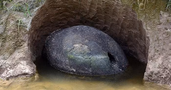 Để giải đáp thắc mắc của mình, anh Jose đã quyết định quay trở lại và cố gắng để đào vật thể lạ ra khỏi nơi mà nó nằm. Tuy vậy, khi đào xong, anh Jose choáng váng nhận ra, vật thể này rất lớn, có chiều dài khoảng gần 1m và cực kỳ nặng, không thể di chuyển chỉ dựa vào sức một người. (Nguồn Boredomtherapy)