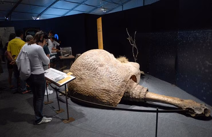 Glyptodon đã xuất hiện sớm hơn nhiều so với khủng long Ankylosaur, như là một ví dụ về sự tiến hóa hội tụ của các dòng không liên quan vào các hình thức tương tự. Glyptodon được cho là loài động vật ăn thực vật, chúng ăn cỏ và những thực vật khác ở ven sông, ven các kênh rạch nước nhỏ. (Nguồn Boredomtherapy)