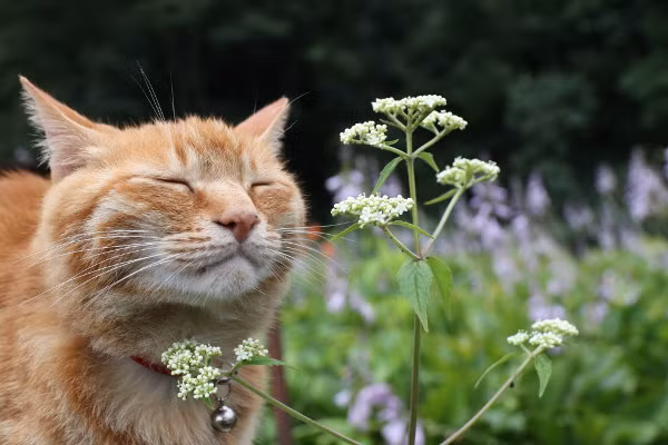 Tuy vậy, đa phần Tora vẫn thích "diễn sâu" theo kiểu nhắm mắt, thả hồn theo cảm giác của mình.