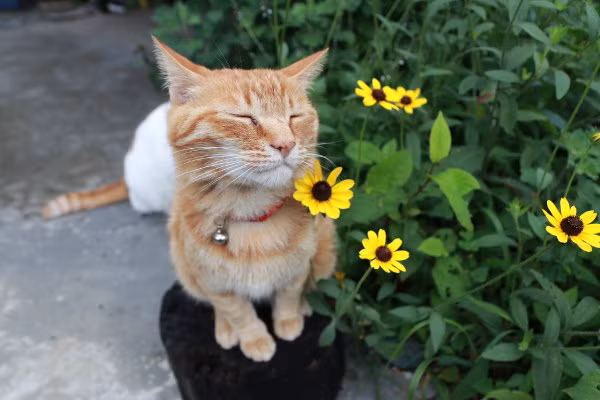 Trong ảnh là Tora đang thả hồn bên những bông hoa màu vàng rực rỡ, mặc kệ anh bạn thân đang lúi húi phía sau.