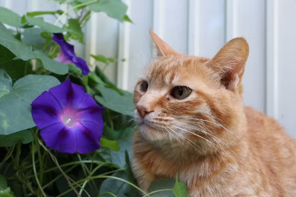 Tuy không nổi tiếng như chú mèo Shironeko bởi ngoại hình mập mạp đáng yêu, khả năng ngủ suốt ngày cũng như cân bằng đồ vật trên đầu, nhưng Tora lại chiếm được cảm tình của mọi người nhờ tài "diễn sâu" trước ống kính.