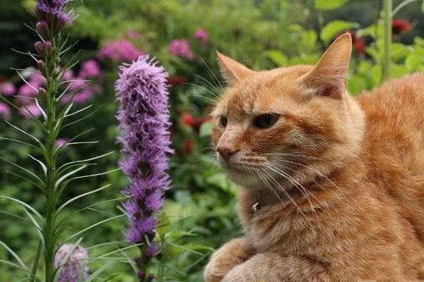 Thi thoảng, chú ta cũng rất nghiêm túc, chăm chú như đang nghiên cứu khi tìm thấy một loài hoa lạ.