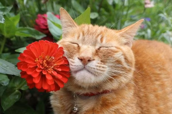 Mỗi khi gặp một bông hoa đẹp, chú ta sẽ đứng sát lại những bông hoa, cọ má vào, mắt nhắm lại để cảm nhận.