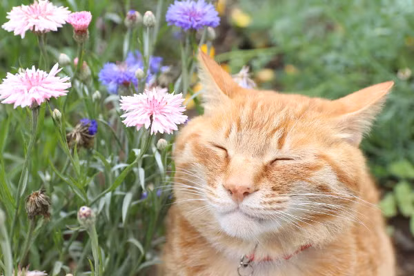 Chủ nhân của Tora đã bắt gặp hành vi này của Tora rất nhiều lần và đã ghi lại những khoảnh khắc diễn sâu, thả hồn theo hương hoa của Tora.