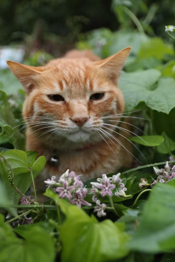 Tora có thể "diễn sâu" khi đứng một mình, cũng có thể mặc kệ tất cả để thưởng thức trọn vẹn vẻ đẹp cả hương cả sắc của những bông hoa.