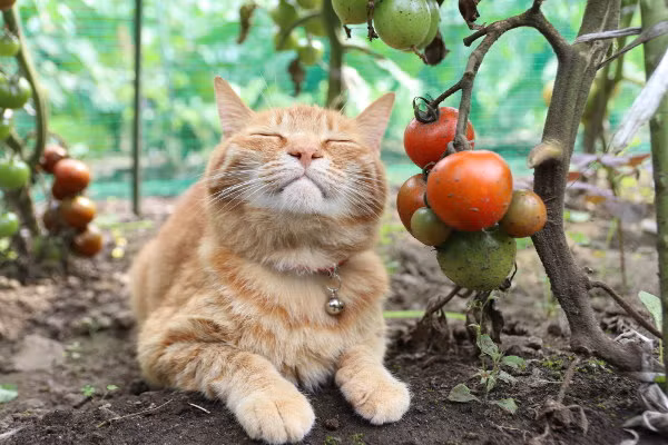 Theo tìm hiểu, Tora là một chú mèo đực, bạn thân của chú mèo nổi tiếng Shironeko. Cả hai chung sống cùng chủ nhân của mình và một số bạn mèo khác tại một ngôi nhà tràn ngập ánh sáng và hơi thở thiên nhiên ở Nhật Bản.