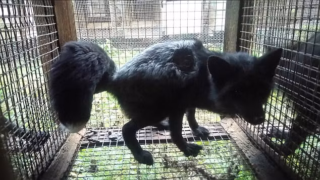 “Dau tim” canh ghe ron trong trai chan chon va cao lay long-Hinh-4