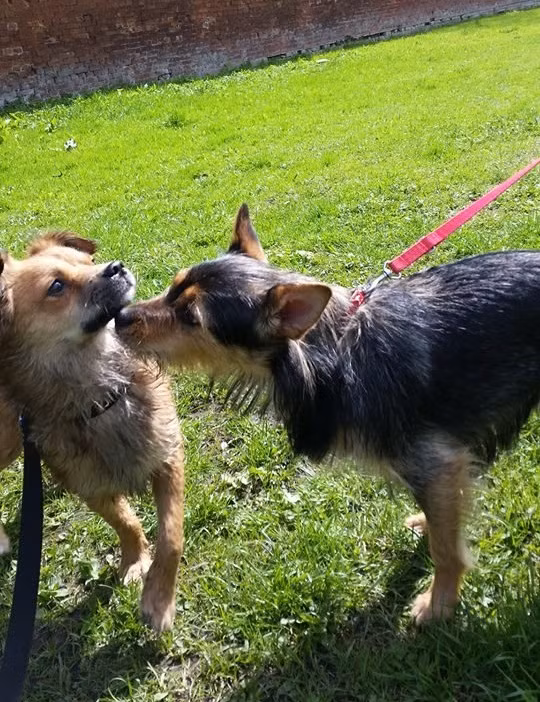 Cho hoang niu chat tay nguoi di dao va su that dau long-Hinh-5