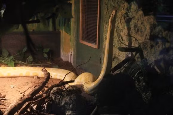 Nuoi tran khong lo lam thu cung, hoang hon phat hien su that-Hinh-2