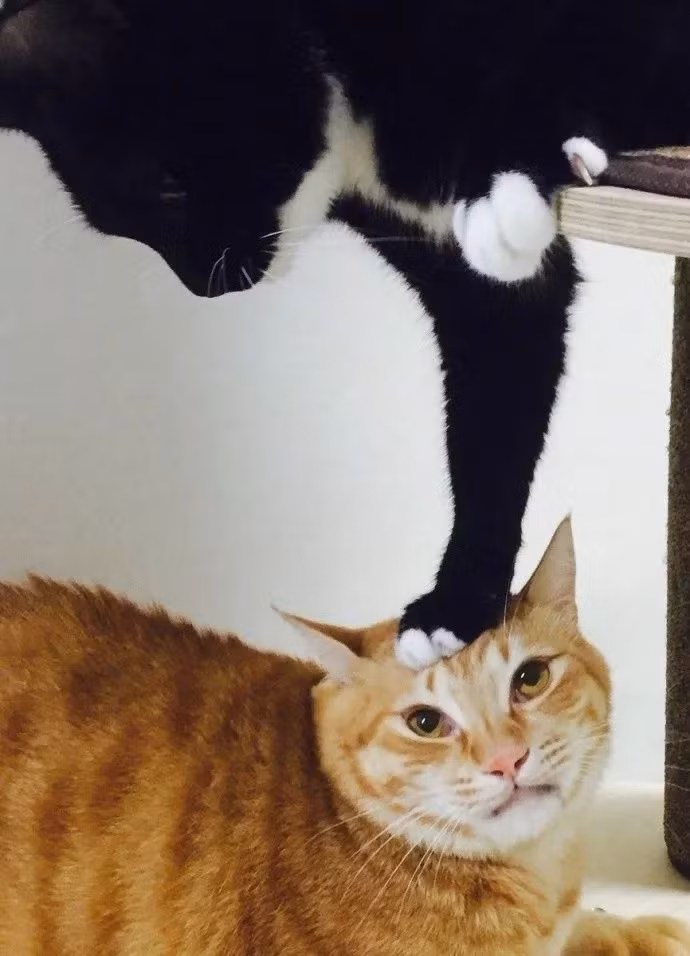 Cùng sống trong một nhà, là những con mèo cưng đáng yêu thế nhưng mèo đen lại rất nghịch ngợm. Nó thường xuyên dùng chân để gãi đầu mèo vàng. (Nguồn TM)