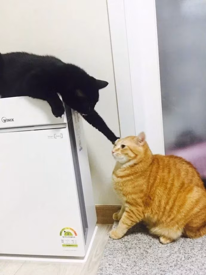 Ngay cả khi mèo vàng hiền lành phản ứng, nhổm dậy, mèo đen vẫn không buông tha, dùng chân để "xử" mèo vàng. (Nguồn TM)