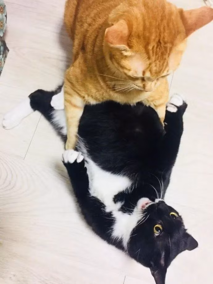 Dù đã cố gắng đề phòng và phản kháng, thế nhưng mèo đen vẫn khó lòng thoát khỏi những đợt tấn công bất ngờ của mèo vàng. (Nguồn TM)