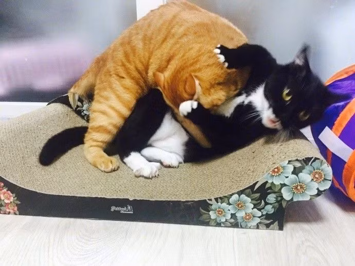 Đáng tiếc, do bị động, mèo đen không thể nào thoát khỏi vòng kìm kẹp của mèo vàng. Nó bị mèo vàng cắn vào bụng đau điếng. (Nguồn TM)