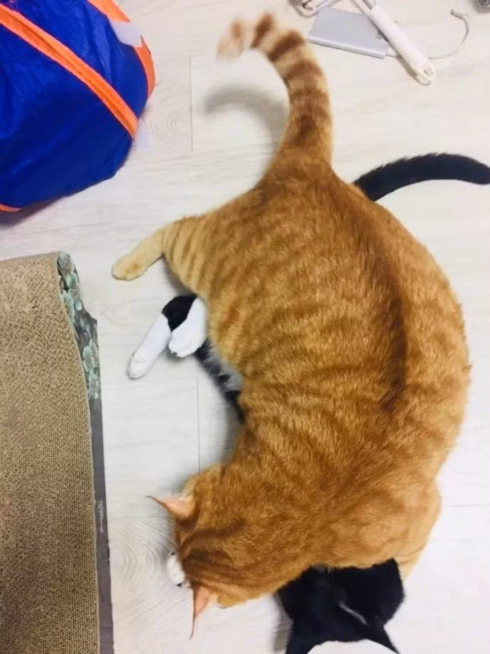 Thậm chí, mèo vàng còn dùng chiêu "lấy thịt đè người" để dạy dỗ mèo đen chừa thói trêu chọc bạn bè. (Nguồn TM)