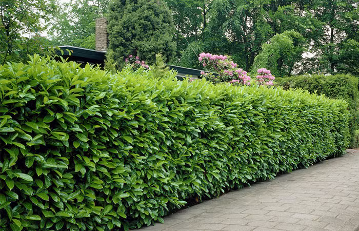 Ngày hôm đó, Josh đã viết xong lời vĩnh biệt mọi người. Anh quyết định lấy một điếu thuốc, bước ra ngoài trời lạnh lẽo, dự tính sau khi hút xong điếu thuốc cuối cùng trong cơn mưa, anh sẽ kết thúc tính mạng của mình, chấm dứt chuỗi ngày đau đớn, mệt mỏi. (Nguồn Bored Panda)