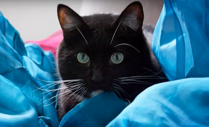 Nhưng rồi, từ sâu thẳm của sự thất vọng, điều kỳ diệu đã xảy ra. Khi điếu thuốc gần tàn hết, Josh nghe thấy một tiếng động lạ từ một bụi cây gần đó. Khi còn chưa hết ngẩn người, người cựu chiến binh đã thấy một con mèo đen nhẹ nhàng đi tới, cọ sát đầu vào giày của mình. Thời điểm đó, Josh đã bật khóc nức nở. (Nguồn Bored Panda)