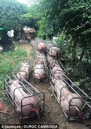 Theo thông tin đăng tải, những con lợn này được gọi là giống lợn Hulk, ăn theo hình ảnh của Hulk - Người khổng lồ xanh, một nhân vật cơ bắp nổi tiếng trong seri phim siêu anh hùng ở Mỹ. (Nguồn Sina)