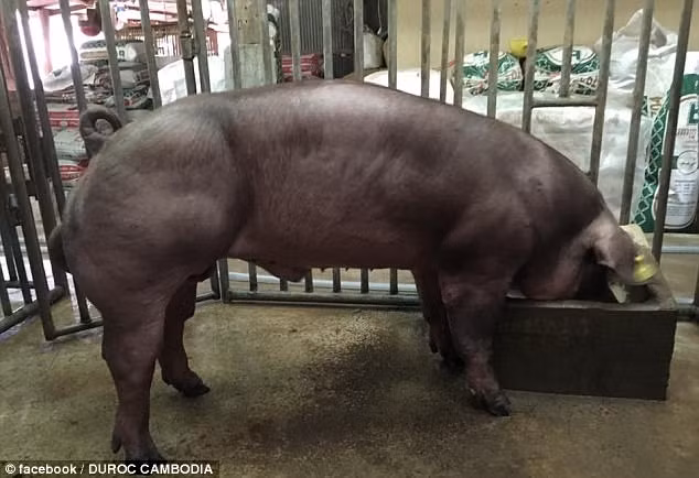 Tổ chức này cũng cho biết, ở một số trang trại, người chăn nuôi sẽ cắt đuôi lợn, nhổ răng và cắt bỏ bộ phận sinh dục của lợn tuy nhiên, những đau đớn hành hạ này còn ít thống khổ hơn so với việc tiêm một số chất vào người những con lợn tội nghiệp. (Nguồn Sina)