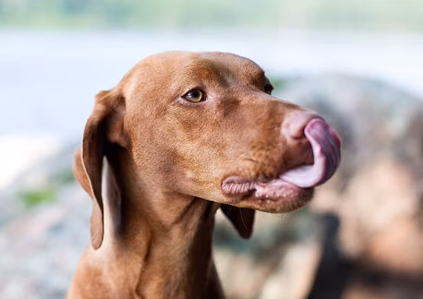 Bạn có biết, khi một con chó liếm mũi, các chất được chuyển lên miệng của nó như là một cách để những con chó làm quen với môi trường xung quanh. (Nguồn Viralnova)