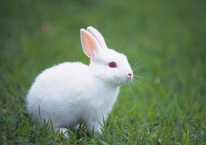 Thỏ có tầm nhìn ngoại biên xuất sắc, chúng có thể nhìn 360 độ và chỉ có một điểm mù duy nhất, đó chính là điểm nhìn ngay trước mũi của chúng. (Nguồn Viralnova)