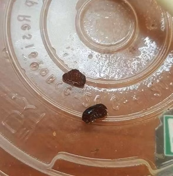 An het bat soup co vat la, len mang hoi va cai ket dang