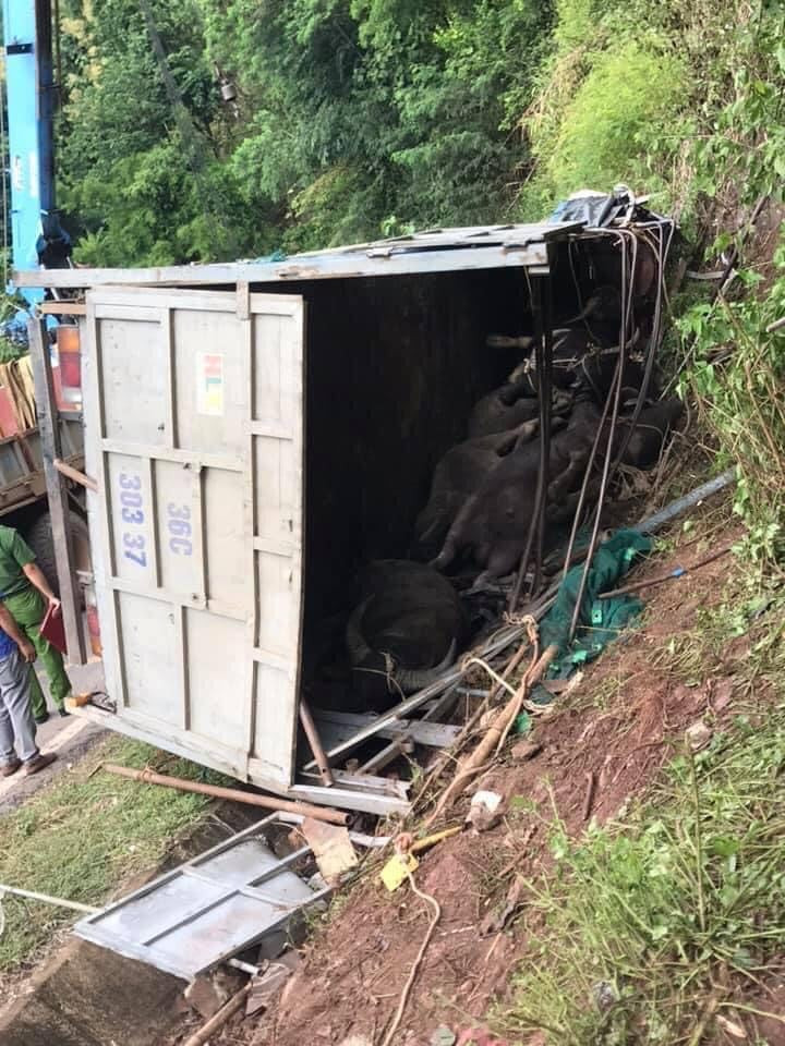 Bên cạnh đó cú lật cũng làm chết 7 con trâu trên thùng xe. Tại hiện trường chiếc xe tải nằm nghiêng về phía vách núi và bị hư hỏng nặng phần đầu.