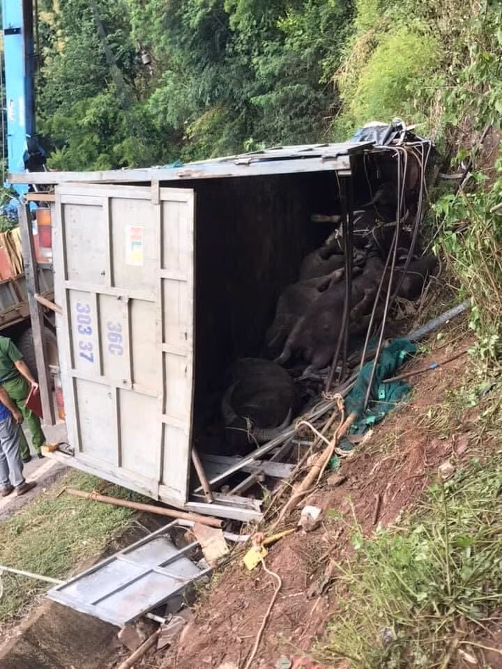 Bên cạnh đó cú lật cũng làm chết 7 con trâu trên thùng xe. Tại hiện trường chiếc xe tải nằm nghiêng về phía vách núi và bị hư hỏng nặng phần đầu.